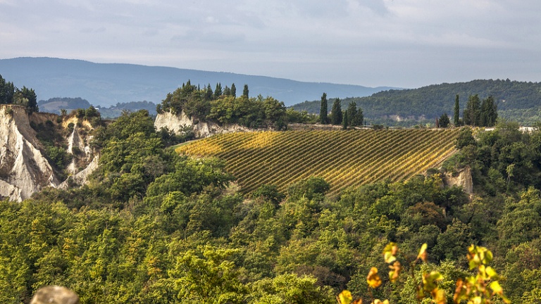 vigna orvieto 1