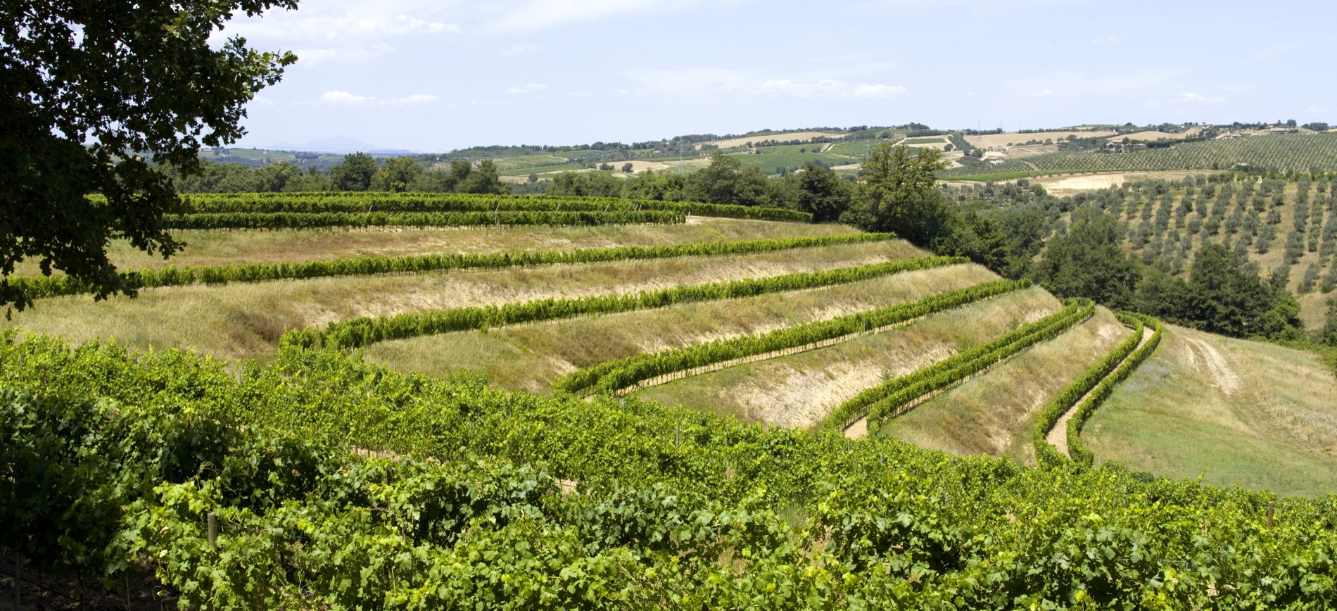 vigna orvieto 2