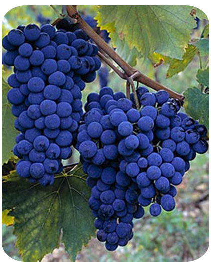 uva sangiovese