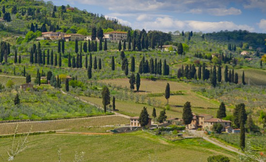 TENUTA DI CAPEZZANA