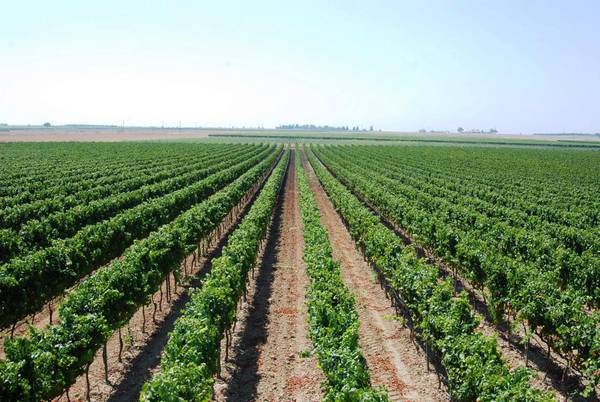 VIGNA NEGROAMARO