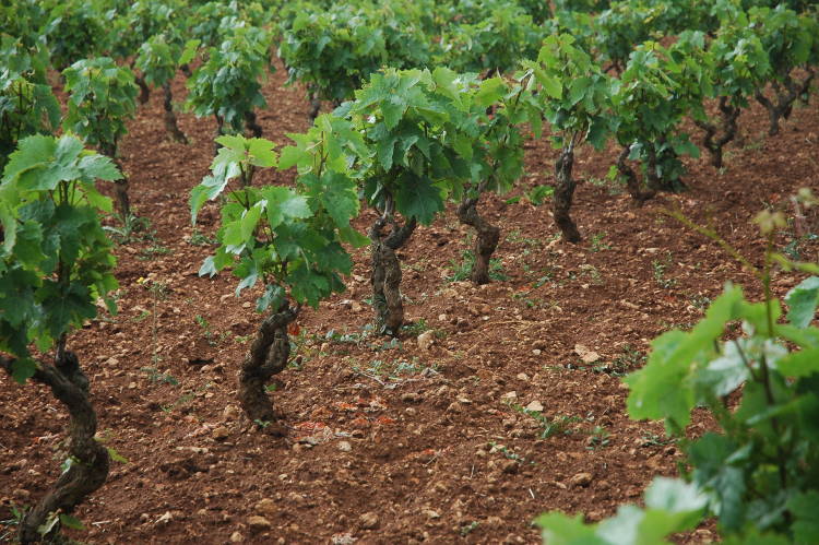 VIGNA PRIMITIVO