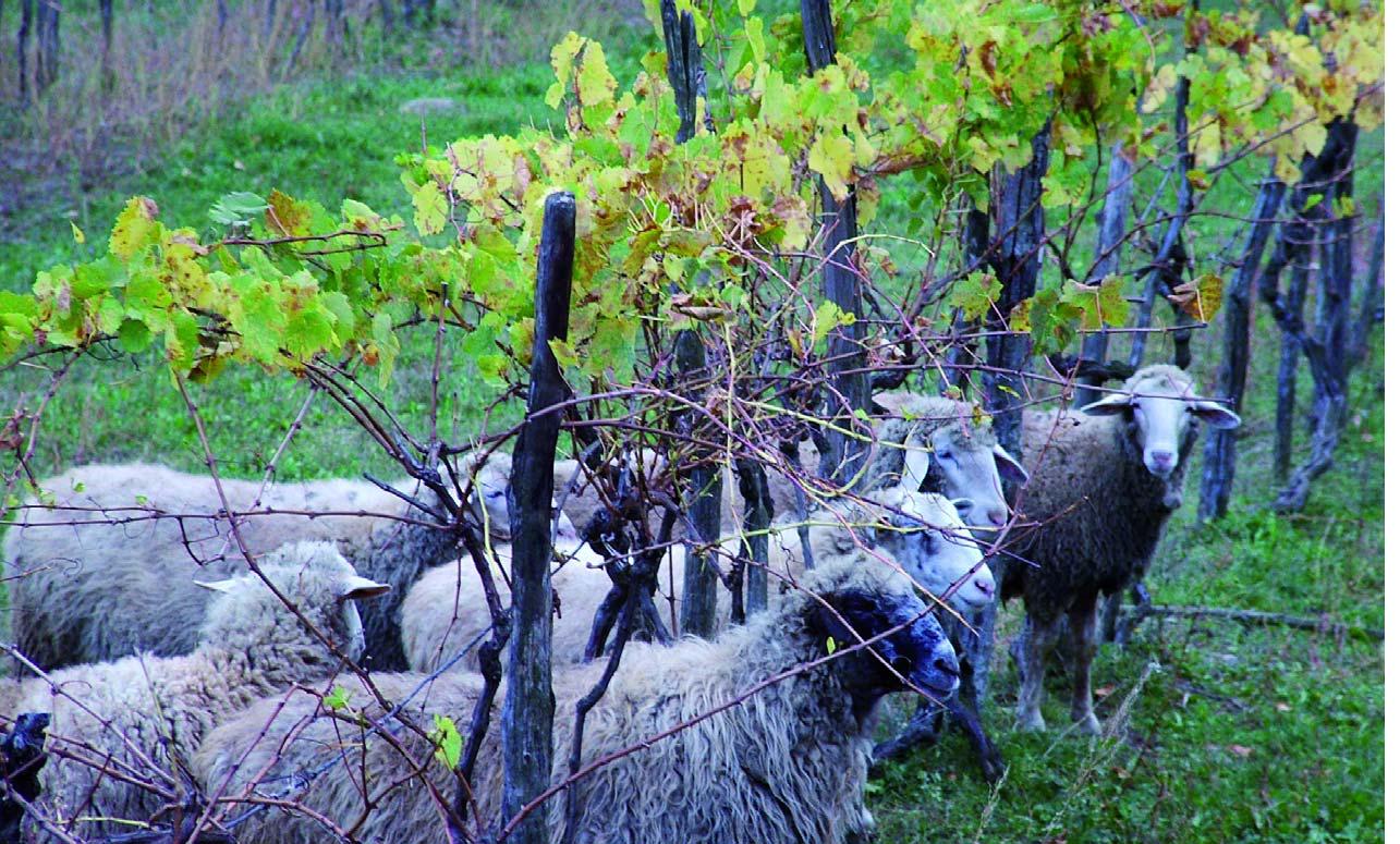 pecore e vigna